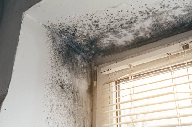 Affordable Black Mold Remediation solutions in Cedar Park, TX